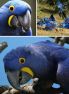 蓝紫金刚鹦鹉
